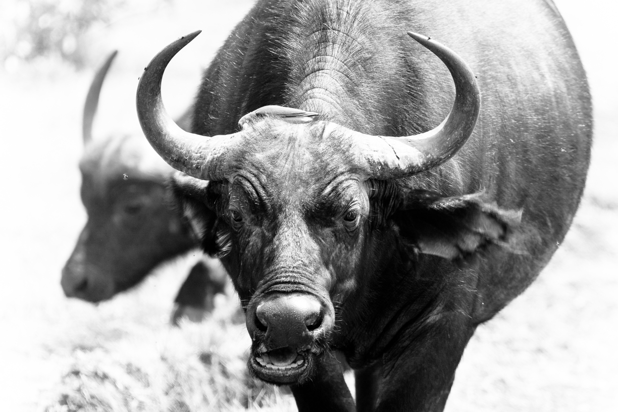 A disturbed buffalo warps shape, while oxpeckers continue to clear ticks from their hide in the Maasai Mara, Kenya